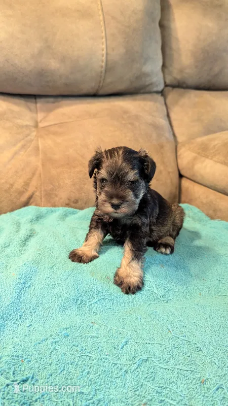 Gunnar  – Miniature Schnauzer puppy for sale in Subiaco, AR