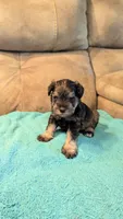 Gunnar , a male Miniature Schnauzer for sale in Subiaco, AR – 2 of 2