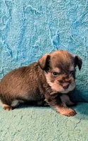 Shaw, a male Miniature Schnauzer for sale in Subiaco, AR – Photo 2 of 3