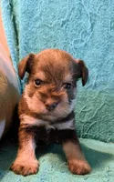 Shaw, a male Miniature Schnauzer for sale in Subiaco, AR – Photo 1 of 3