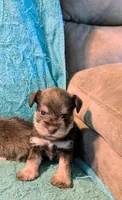 Shaw, a male Miniature Schnauzer for sale in Subiaco, AR – Photo 3 of 3