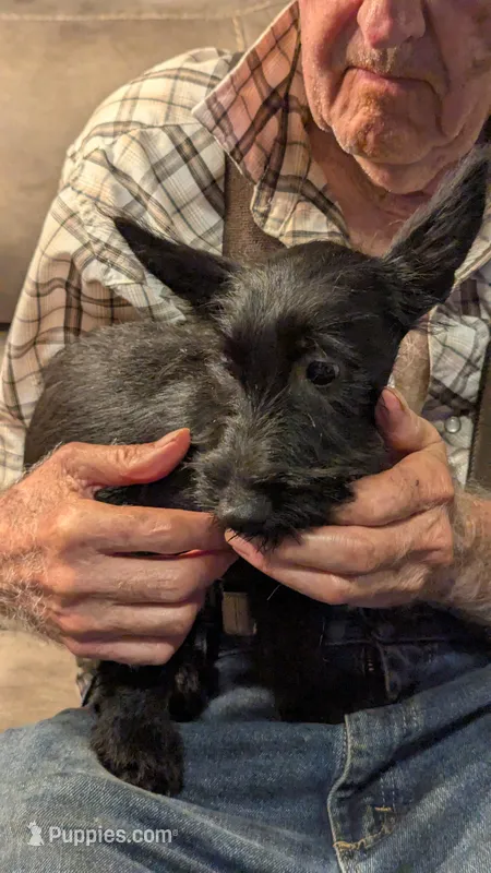 Cora – Scottish Terrier puppy for sale in Subiaco, AR