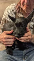 Cora, a female Scottish Terrier for sale in Subiaco, AR – 1 of 2