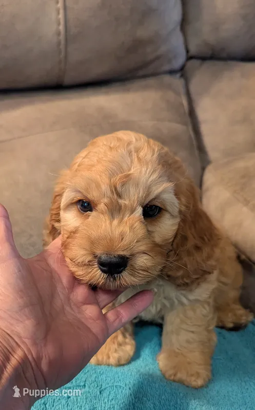 Ferbie  – Cockapoo puppy for sale in Subiaco, AR