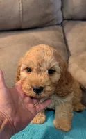 Ferbie , a male Cockapoo for sale in Subiaco, AR – 1 of 7