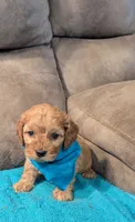 Ferbie , a male Cockapoo for sale in Subiaco, AR – 2 of 4