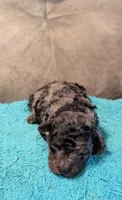Bluebell , a female Poodle - Miniature  for sale in Subiaco, AR – 2 of 3