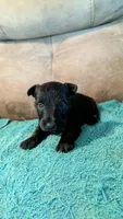 Archie , a male Scottish Terrier for sale in Subiaco, AR – 1 of 5
