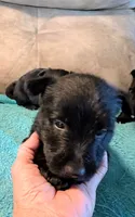 Angus , a male Scottish Terrier for sale in Subiaco, AR – 3 of 3