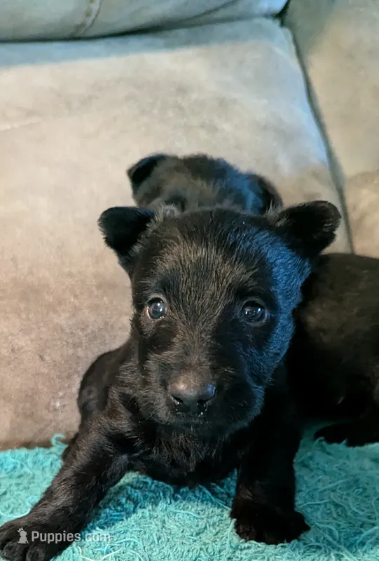 Grace  – Scottish Terrier puppy for sale in Subiaco, AR