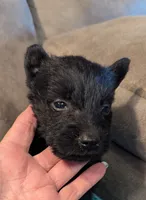 Little Man , a male Scottish Terrier for sale in Subiaco, AR – 2 of 3