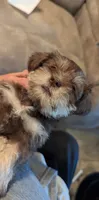 Leif, a male Miniature Schnauzer for sale in Subiaco, AR – 1 of 6