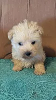 Houdini , a male West Highland White Terrier and Poodle - Toy  for sale in Subiaco, AR – 2 of 3