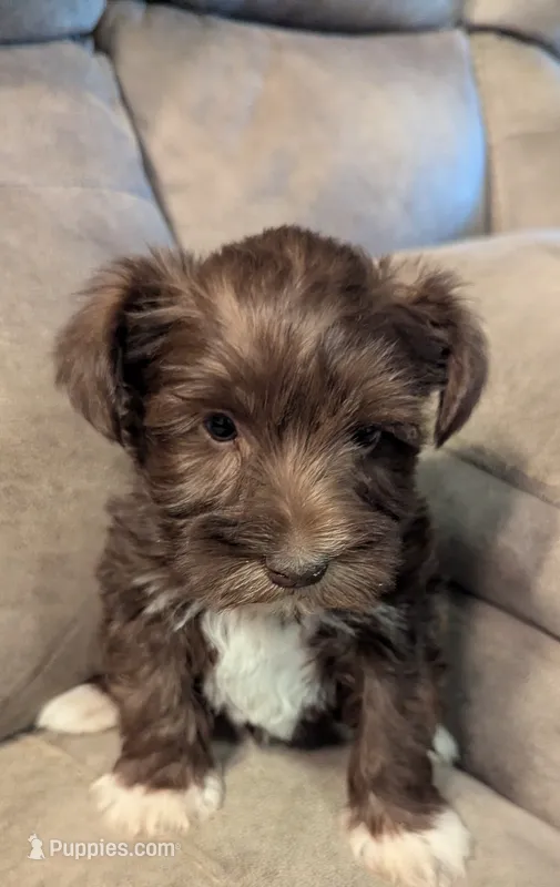 Thor – Miniature Schnauzer puppy for sale in Subiaco, AR