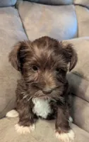 Thor, a male Miniature Schnauzer for sale in Subiaco, AR – 1 of 6