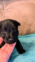 Callum , a male Scottish Terrier for sale in Subiaco, AR – 5 of 8