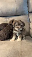 Max, a male Miniature Schnauzer for sale in Subiaco, AR – 2 of 6