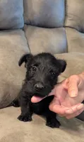 Duffy , a male Scottish Terrier for sale in Subiaco, AR – 3 of 3