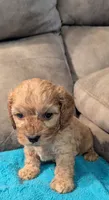 Ferbie , a male Cockapoo for sale in Subiaco, AR – 3 of 4