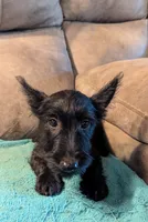 Maggie , a female Scottish Terrier for sale in Subiaco, AR – 3 of 10
