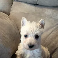 Iseabail, a female Scottish Terrier for sale in Subiaco, AR – Photo 4 of 6