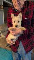 Iseabail, a female Scottish Terrier for sale in Subiaco, AR – Photo 2 of 6