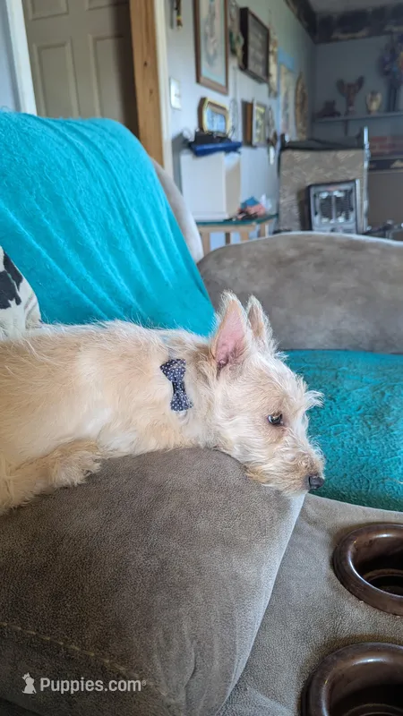 Iseabail – Scottish Terrier puppy for sale in Subiaco, AR