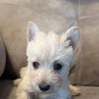 Iseabail, a female Scottish Terrier for sale in Subiaco, AR – Photo 5 of 6