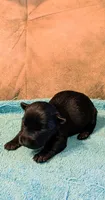 Scooter , a male Scottish Terrier for sale in Subiaco, AR – 2 of 3