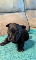 Rennie, a male Scottish Terrier for sale in Subiaco, AR – 2 of 3