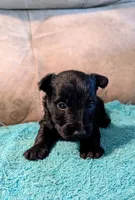 Archie , a male Scottish Terrier for sale in Subiaco, AR – 2 of 5