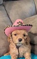Nixie, a female Cockapoo for sale in Subiaco, AR – 4 of 4