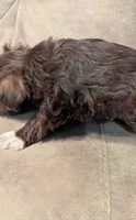 Thor, a male Miniature Schnauzer for sale in Subiaco, AR – 3 of 6
