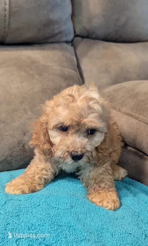 Nixie – Cockapoo puppy for sale in Subiaco, AR