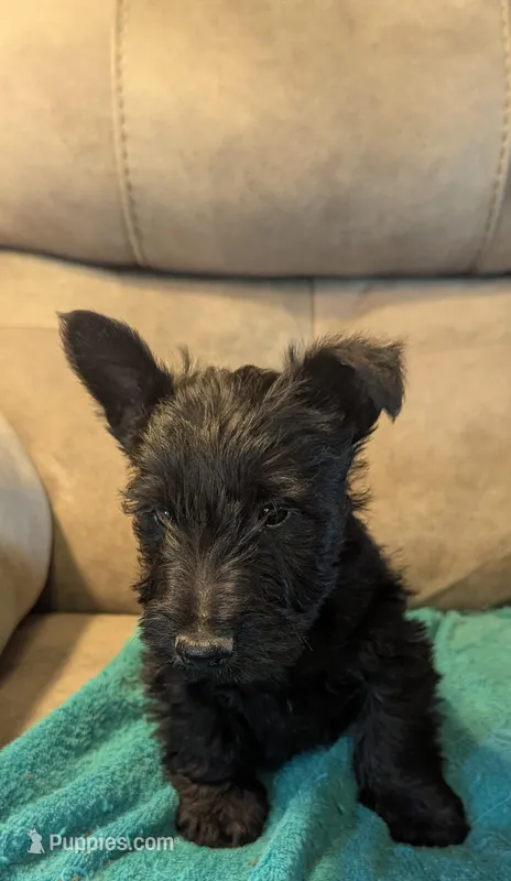 Jamison  – Scottish Terrier puppy for sale in Subiaco, AR