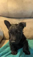 Jamison , a male Scottish Terrier for sale in Subiaco, AR – Photo 1 of 4