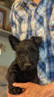 Jamison , a male Scottish Terrier for sale in Subiaco, AR – Photo 2 of 4