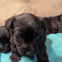 Lyra, a female Scottish Terrier for sale in Subiaco, AR – Photo 3 of 3