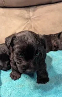 Lyra, a female Scottish Terrier for sale in Subiaco, AR – Photo 3 of 3