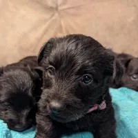 Lyra, a female Scottish Terrier for sale in Subiaco, AR – Photo 2 of 3