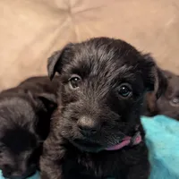 Lyra, a female Scottish Terrier for sale in Subiaco, AR – Photo 1 of 3