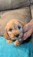 Ferbie , a male Cockapoo for sale in Subiaco, AR – 2 of 7