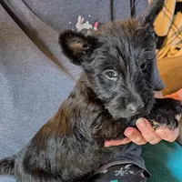 Ziggie , a female Scottish Terrier for sale in Subiaco, AR – Photo 3 of 3