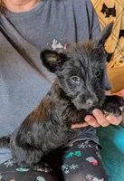 Ziggie , a female Scottish Terrier for sale in Subiaco, AR – Photo 3 of 3