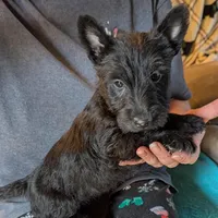 Ziggie , a female Scottish Terrier for sale in Subiaco, AR – Photo 1 of 3