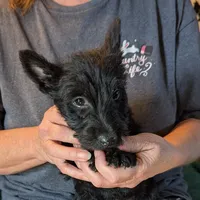 Ziggie , a female Scottish Terrier for sale in Subiaco, AR – Photo 2 of 3