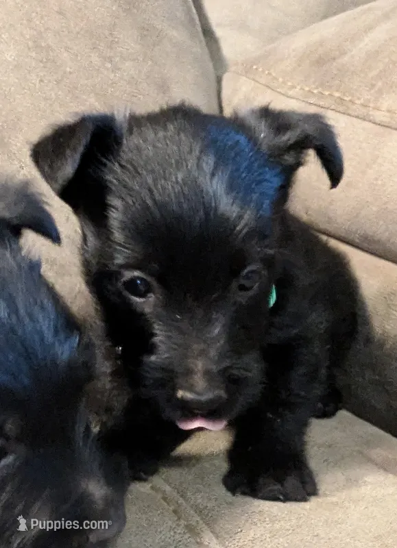 Maggie  – Scottish Terrier puppy for sale in Subiaco, AR
