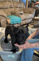 Hot Rod , a male Scottish Terrier for sale in Subiaco, AR – 2 of 3