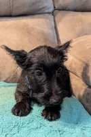 Maggie , a female Scottish Terrier for sale in Subiaco, AR – 4 of 10