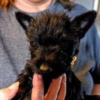 Little Man , a male Scottish Terrier for sale in Subiaco, AR – Photo 3 of 3